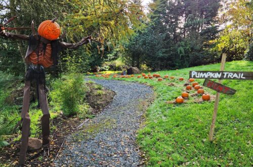Halloween Pumpkin Patch