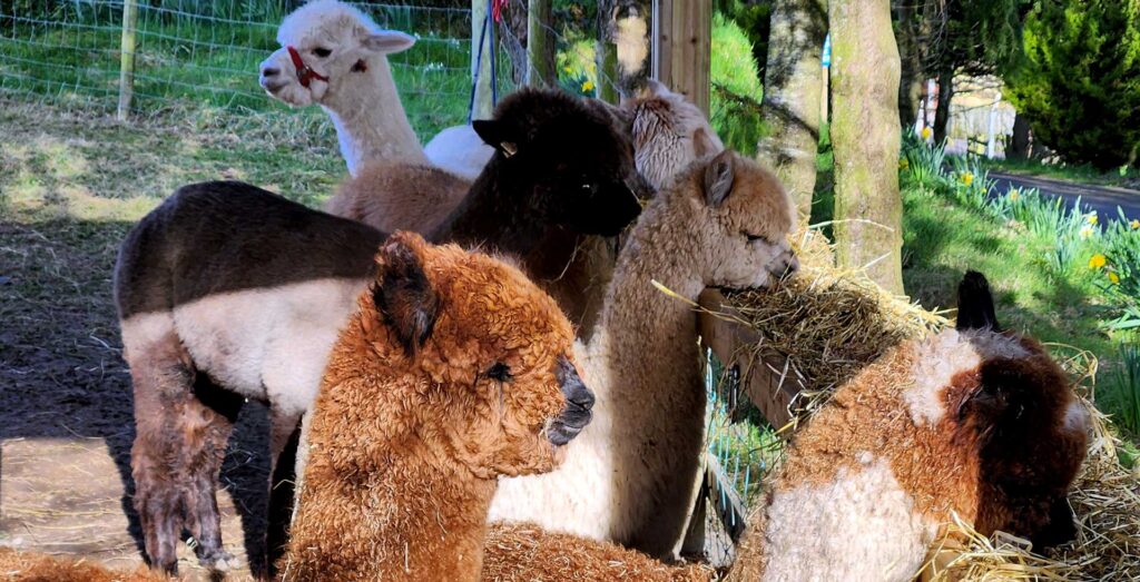 Alpacas Wide