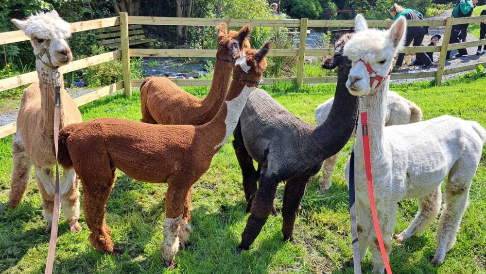 Alpaca trekking