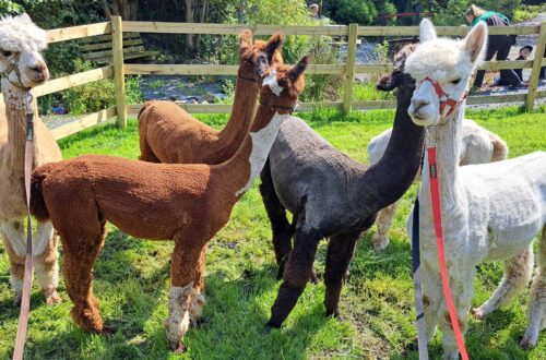 Alpaca trekking
