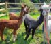 Alpaca trekking