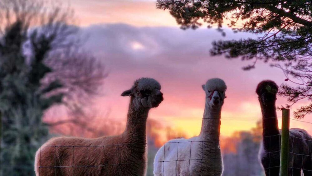 Romantic Alpaca Trekking