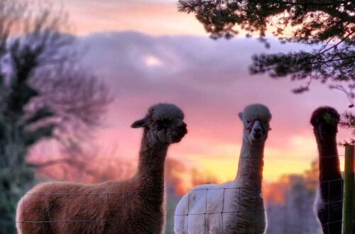 Romantic Alpaca Trekking