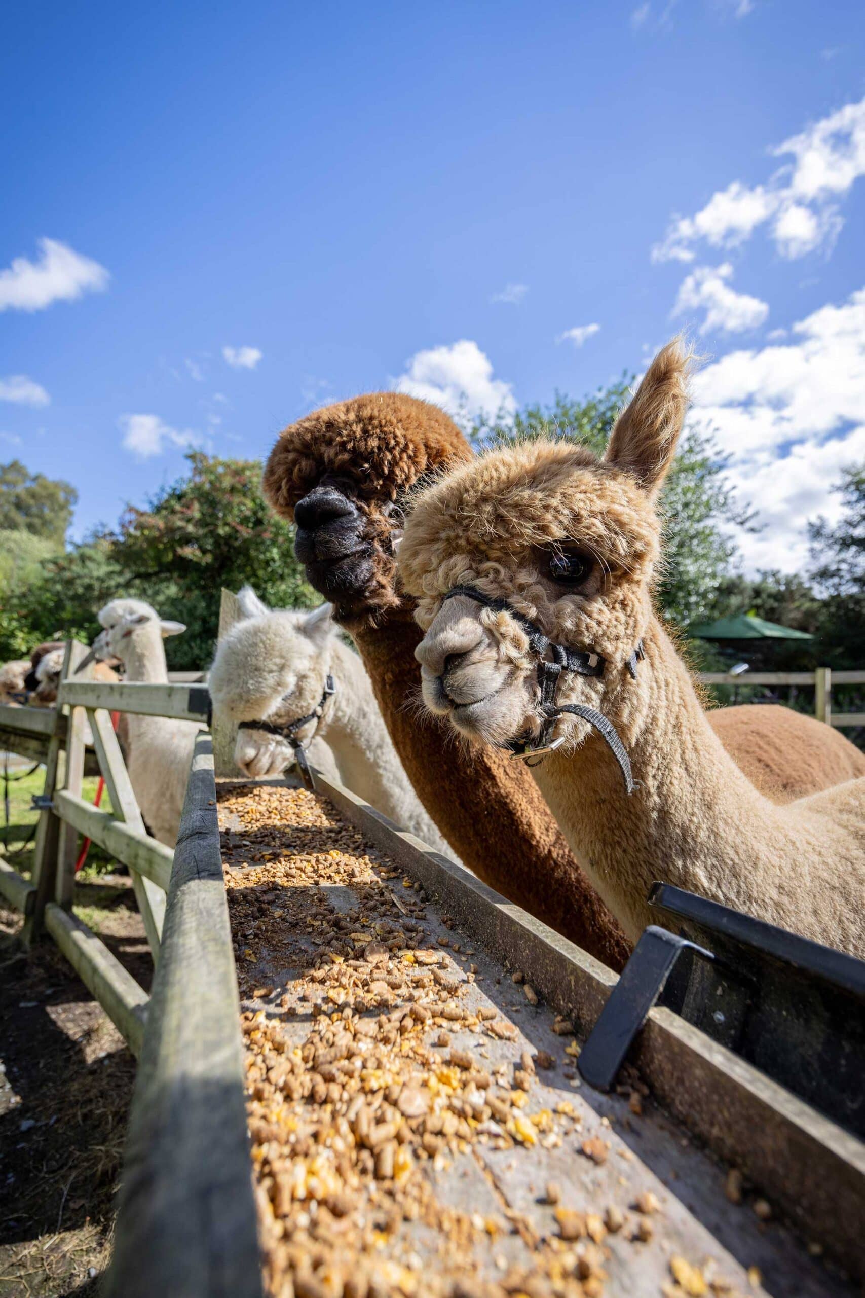 Ballyburren alpacas