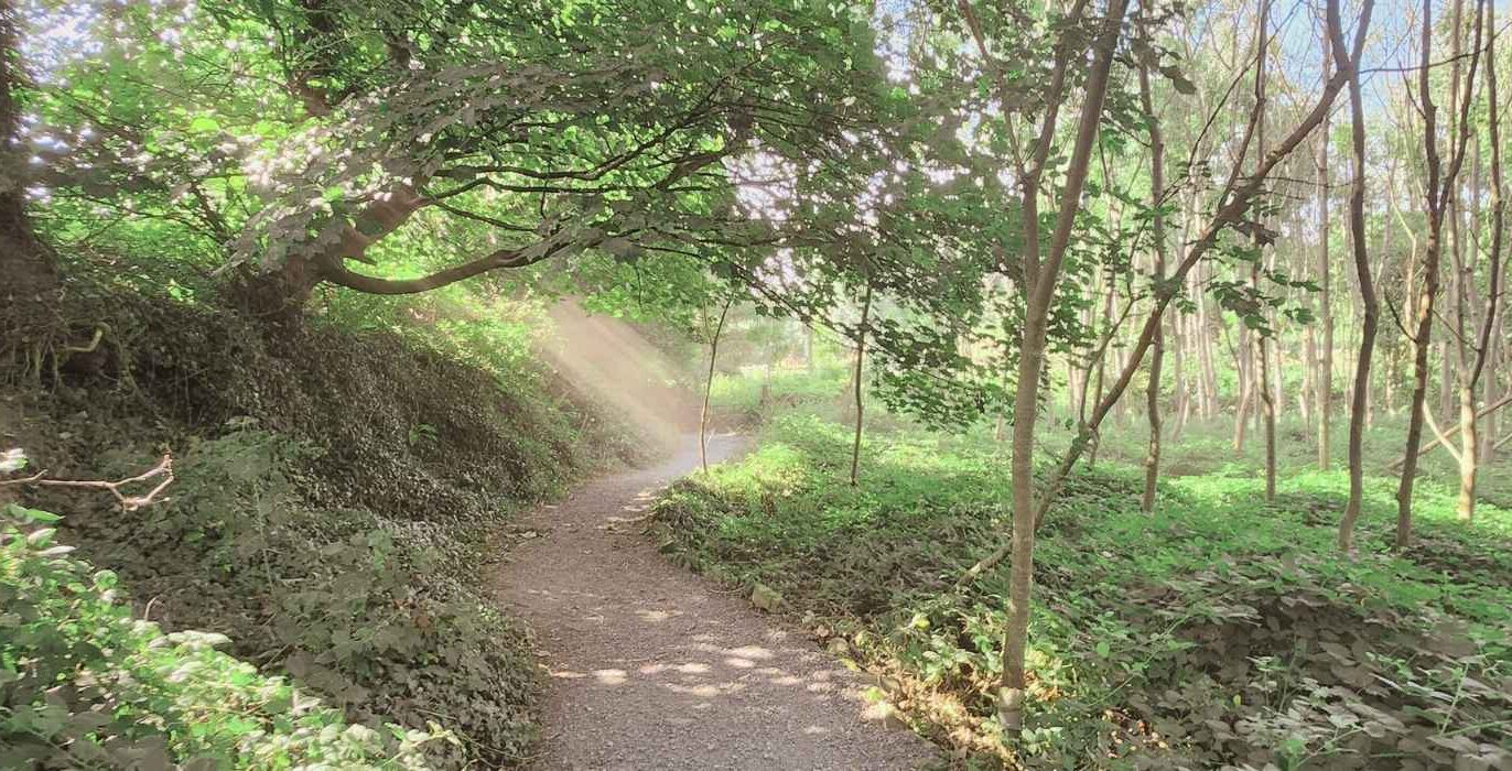 Adult Only Wellness Trail Northern Ireland Woodland trail