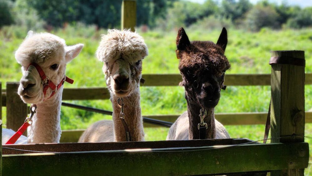 The Romantic Golden Hour Alpaca Trekking Experience Couples Love