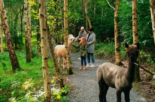Alpaca Trekking Mourne Mountains