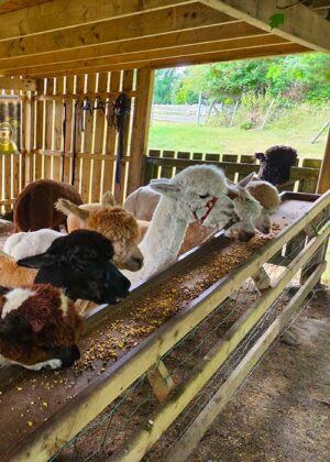 Alpaca Meet And Interact Featured
