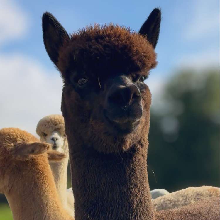 Cortado