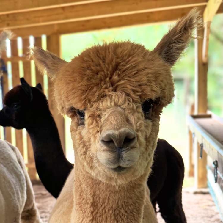 Macchiato
