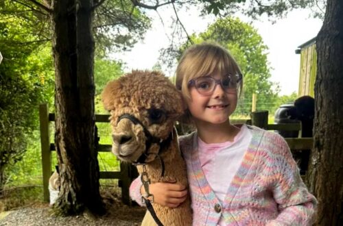 Alpaca Trekking Northern Ireland