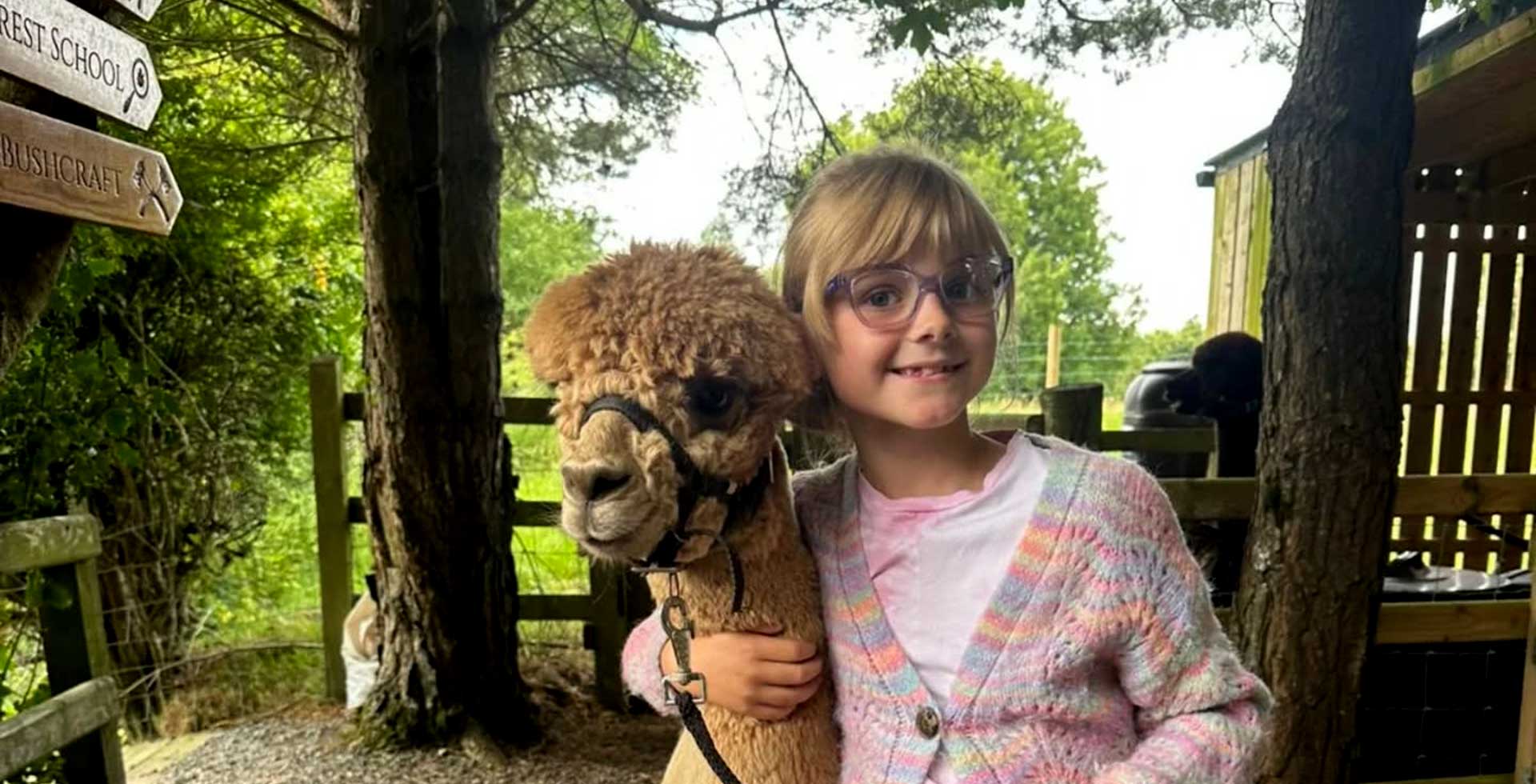 Alpaca Trekking Northern Ireland