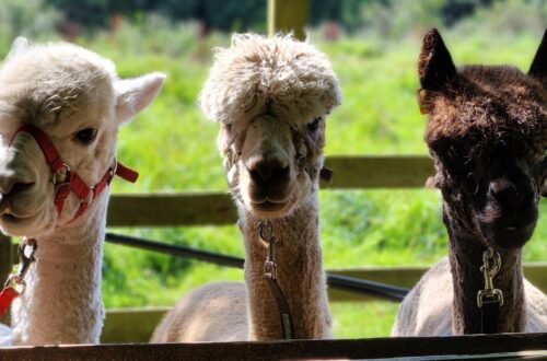 Alpaca Group