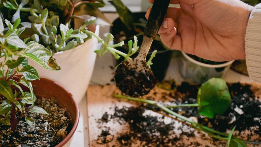 Gardenning Classes 4