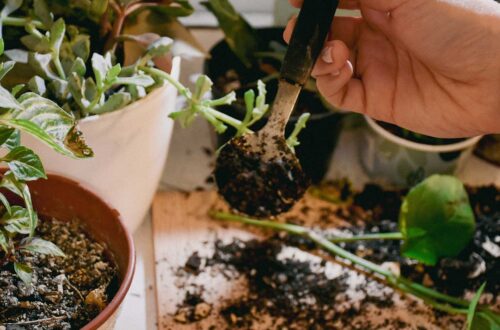 Gardenning Classes 4