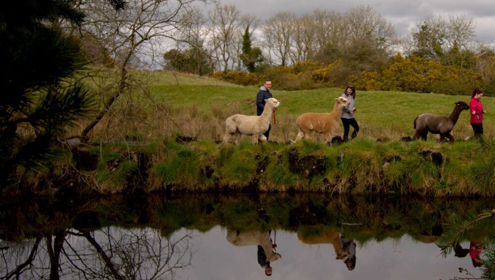 Alpaca Trekking Img8