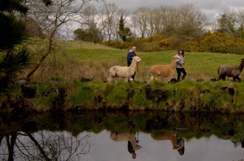 Alpaca Trekking Img8
