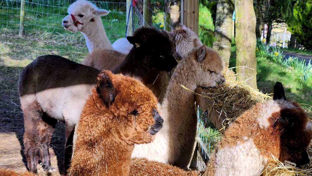 Alpacas Wide