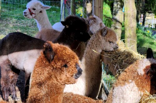 Alpacas Wide